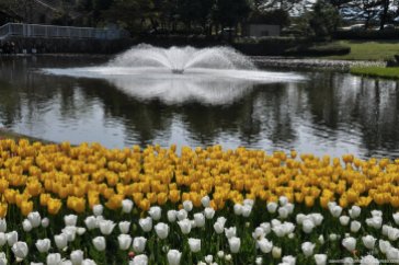 tulipas park kiso gifu japao-4