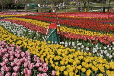 tulipas park kiso gifu japao-48