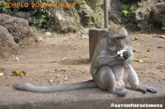 macaco templo Suwankhuha