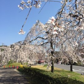 togokusan fruits park sakura